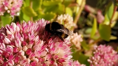 Bombus terrestris