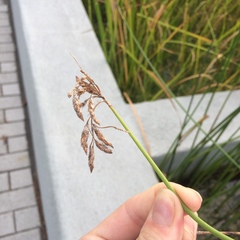 Schoenoplectus heterochaetus