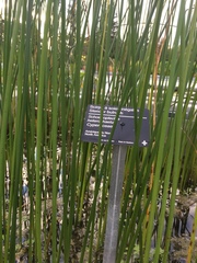 Schoenoplectus heterochaetus