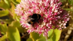Bombus terrestris