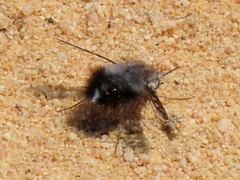 Australoechus megaspilus