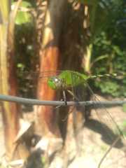 Erythemis vesiculosa