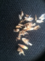 Schoenoplectus heterochaetus