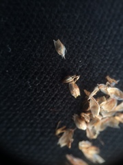 Schoenoplectus heterochaetus