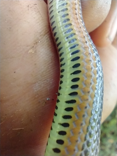Five-striped Snake