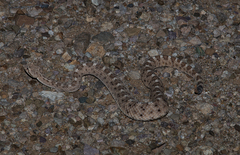 Crotalus cerastes cercobombus