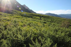 Aspalathus astroites