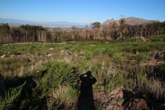 Aspalathus astroites