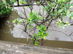 Ficus natalensis