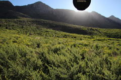 Aspalathus astroites