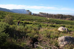 Aspalathus astroites