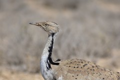 Chlamydotis macqueenii