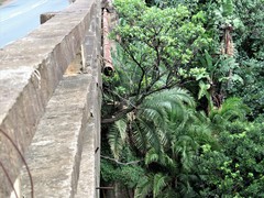 Ficus natalensis