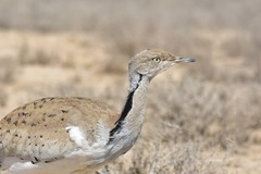 Chlamydotis macqueenii