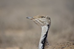 Chlamydotis macqueenii