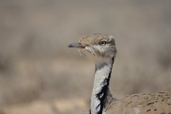 Chlamydotis macqueenii