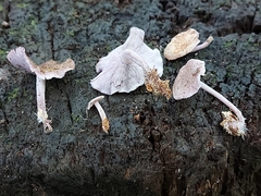 Baeospora myriadophylla