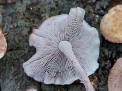 Baeospora myriadophylla