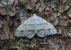 Perizoma parallelolineatum