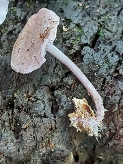 Baeospora myriadophylla