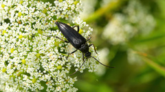 Pedostrangalia pubescens