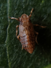 Caliscelidae