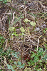 Seseli seseloides