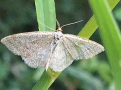 Scopula frigidaria