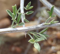 Wiborgia tenuifolia