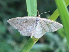 Scopula frigidaria