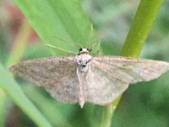 Scopula frigidaria