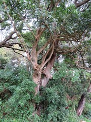 Ficus natalensis