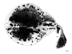 Japanese Sleeper Ray photo 5