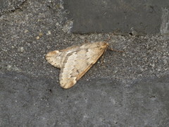 Alsophila aescularia