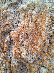 Brigantiaea leucoxantha