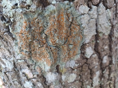 Brigantiaea leucoxantha