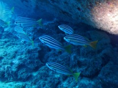 Parapristipoma octolineatum