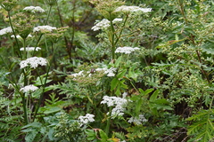 Angelica czernaevia