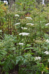 Angelica czernaevia