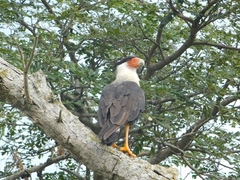 Caracara