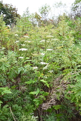 Angelica czernaevia