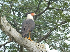 Caracara