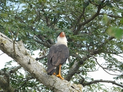 Caracara