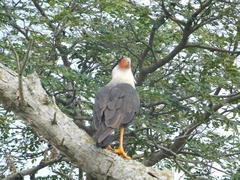 Caracara