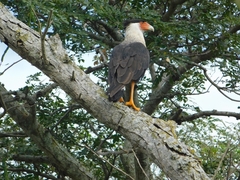 Caracara
