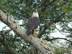 Caracara