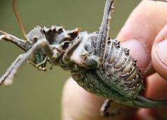 Hetrodes pupus pupus