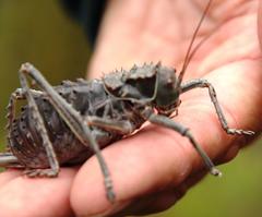 Hetrodes pupus pupus