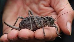 Hetrodes pupus pupus