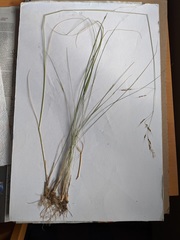 Piptatheropsis canadensis